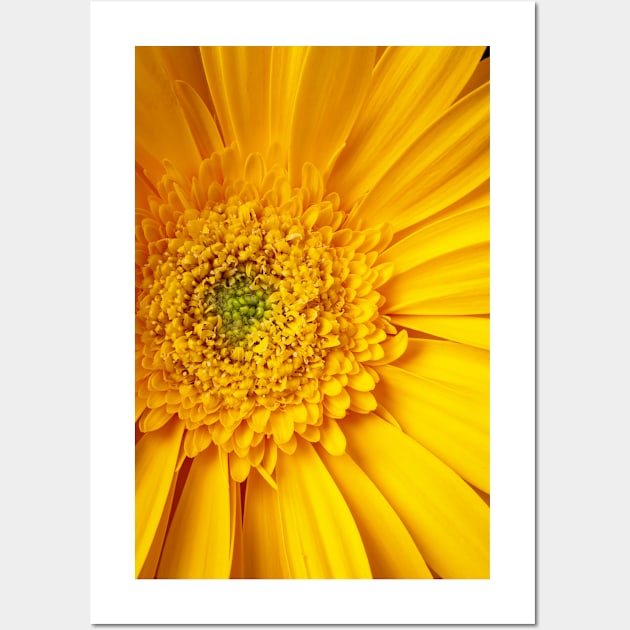 Close Up Yellow Gerbera Daisy Wall Art by photogarry